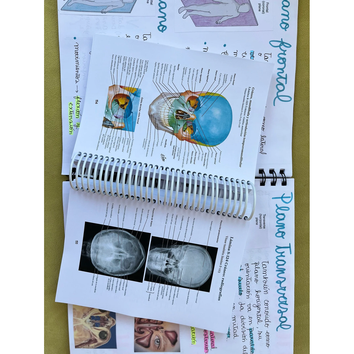 Atlas de Anatomía - Netter 8va Edición 6