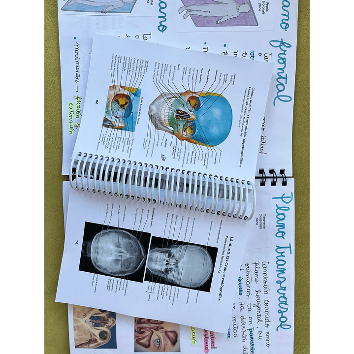 Atlas de Anatomía - Netter 8va Edición 6