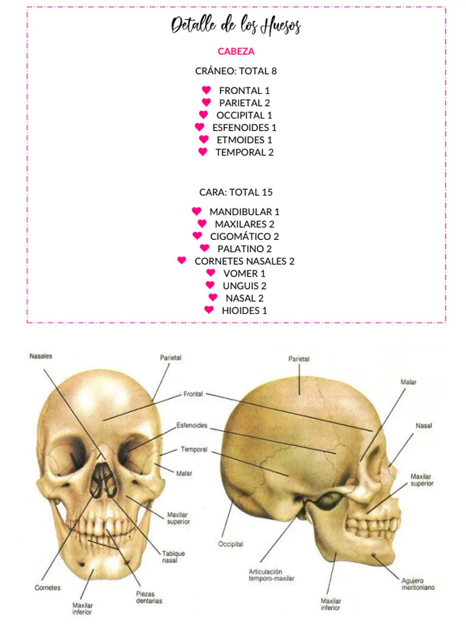 Anatomofisiología - Apunte Antiguo 3