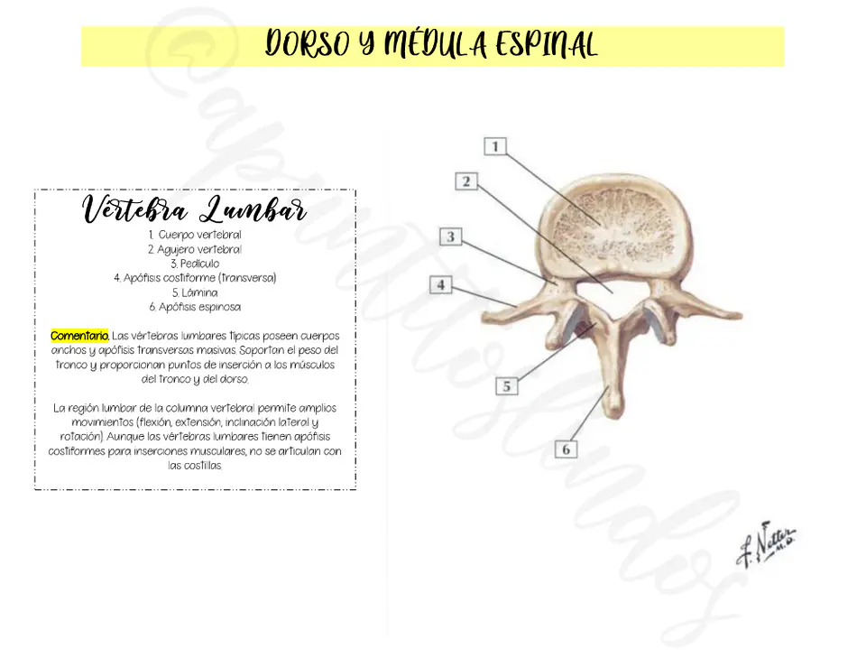Fichas Anatómicas del Tronco - Apunte Antiguo 2