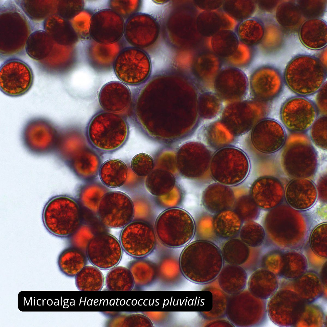 Astaxantina 4mg, 90 cápsulas blandas. Avanti 4