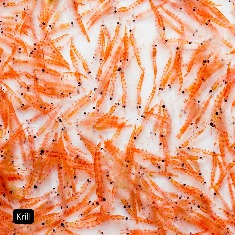 Aceite de Krill 100mg, 90 cápsulas blandas. Avanti 5