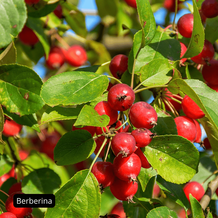 Berberina Complex, 60 cápsulas vegetales 6