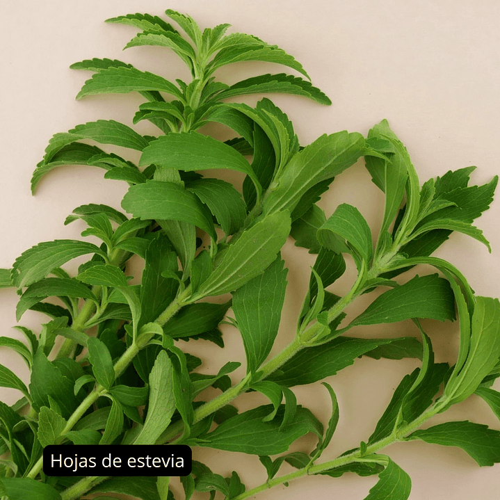 Stevia en hojas, Doypack 20g 4