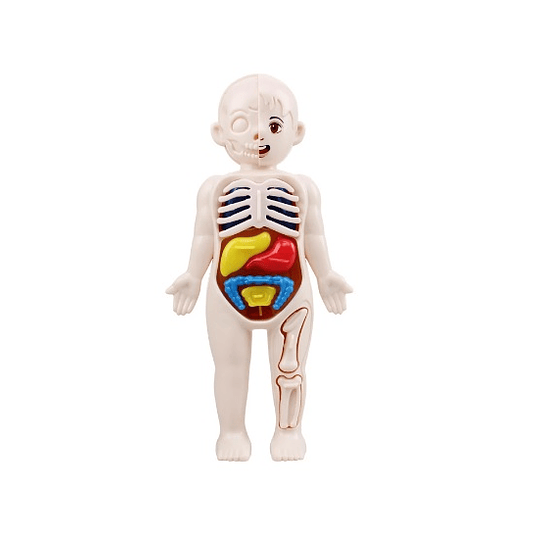 Modelo de órgano del cuerpo humano, Juego de 14 piezas de ciencia y educación para niños,  juguetes de educación temprana médica ensamblada DIY