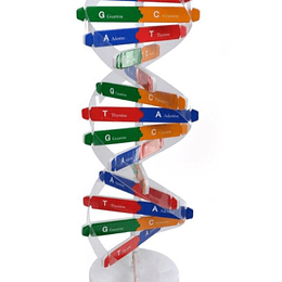 Modelo de enseñanza de doble hélice de DNA para niños, herramientas de enseñanza, juguete de Educación Temprana, Kit de prueba de registros humanos