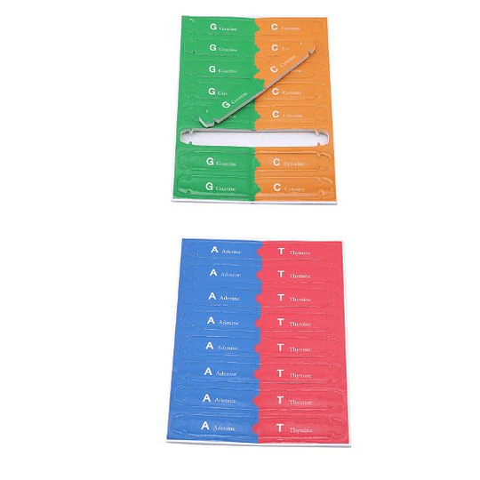 Modelo de enseñanza de doble hélice de DNA para niños, herramientas de enseñanza, juguete de Educación Temprana, Kit de prueba de registros humanos +7