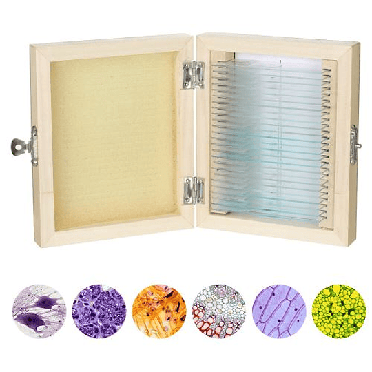 Portaobjetos con 25 muestra teñidas, Caja madera Amscope