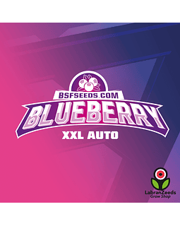 BLUEBERRY XXL AUTO (x2)