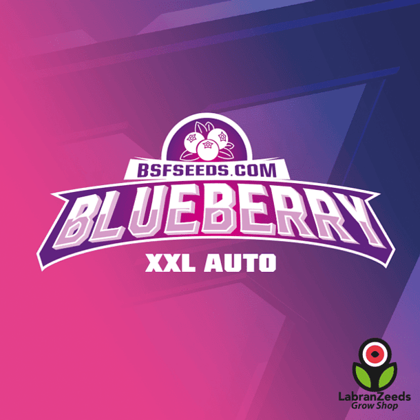 BLUEBERRY XXL AUTO (x2) 1