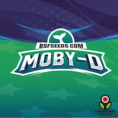 MOBY-D XXL AUTO (x2)