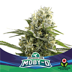 MOBY-D XXL AUTO (x4) 2