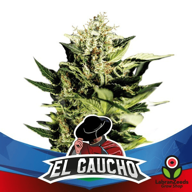 EL GAUCHO FASTER (X4) 2