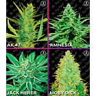 MIX ROOTS FEM SATIVO (12 UNIDADES) 1