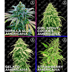 MIX ROOTS AMERICANAS (12 UNIDADES) 1