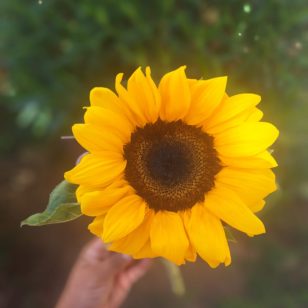 Un Girasol para expresar Amor  2