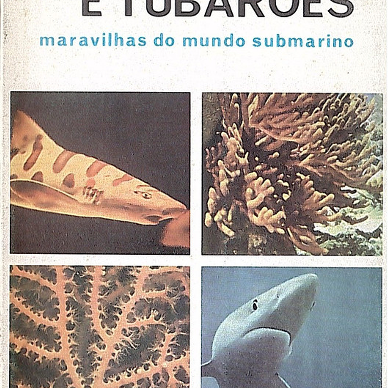 Entre corais e tubarões 1