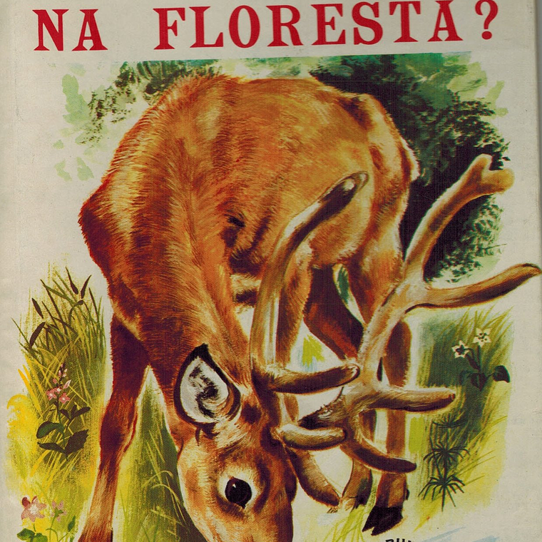 Quem mora na floresta  1