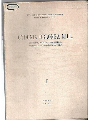 Cydonia Oblonga MilI