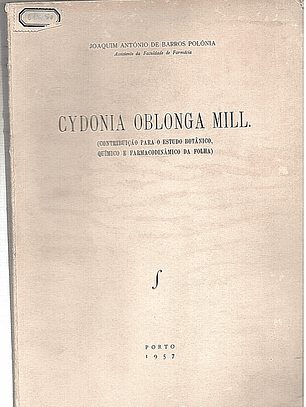 Cydonia Oblonga MilI