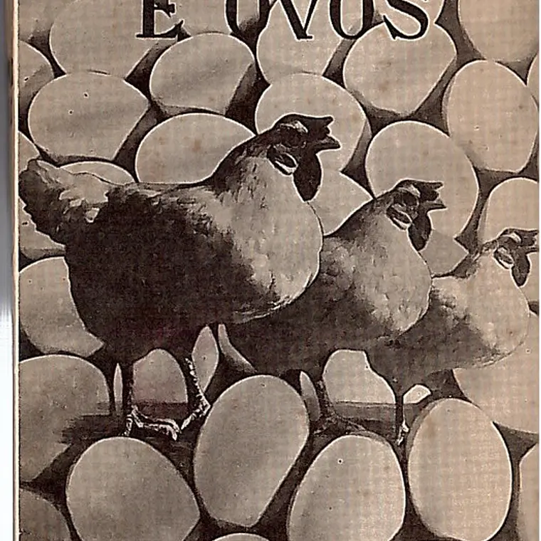 Galinhas e ovos 1