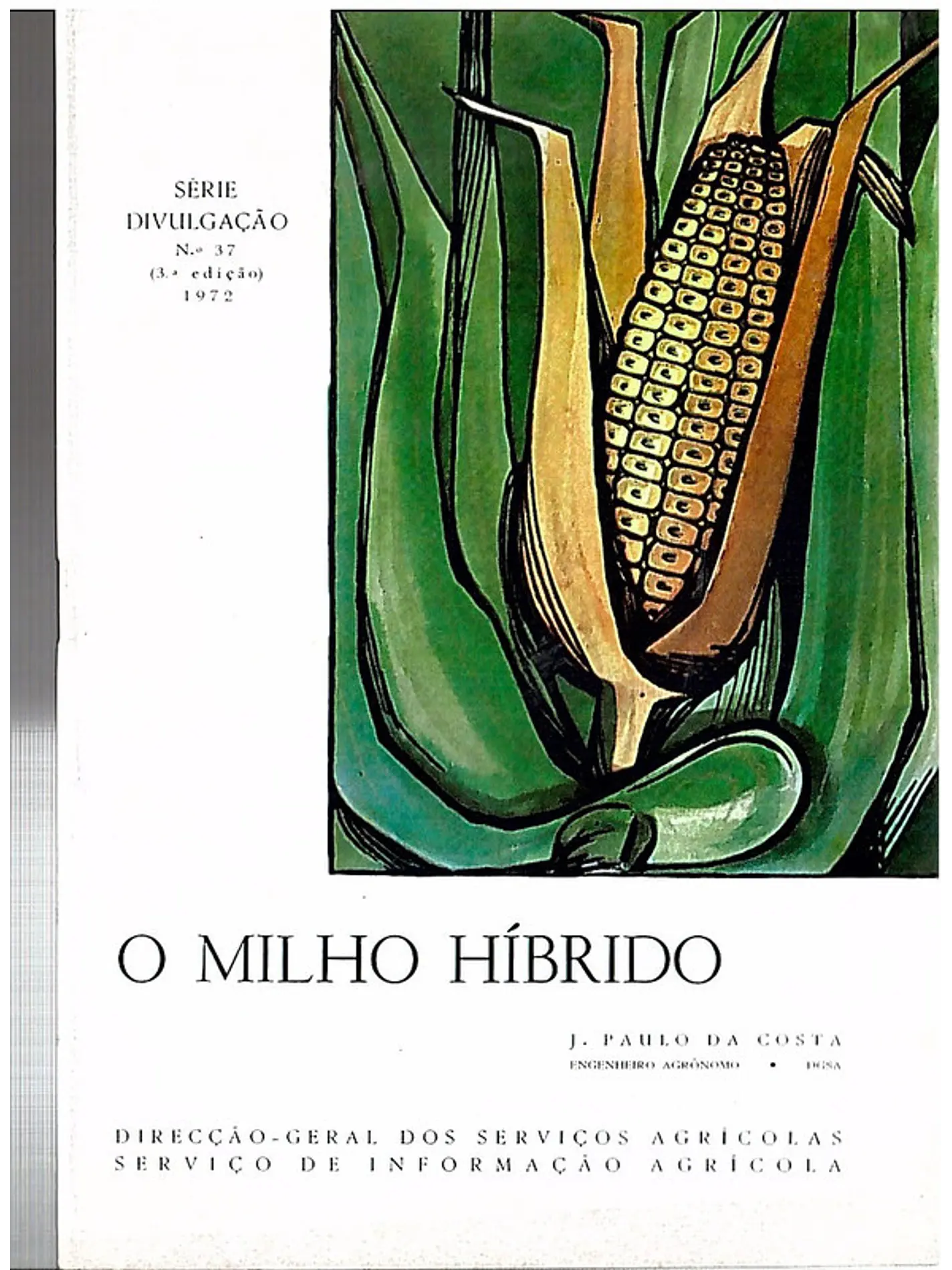O milho hibrido 1