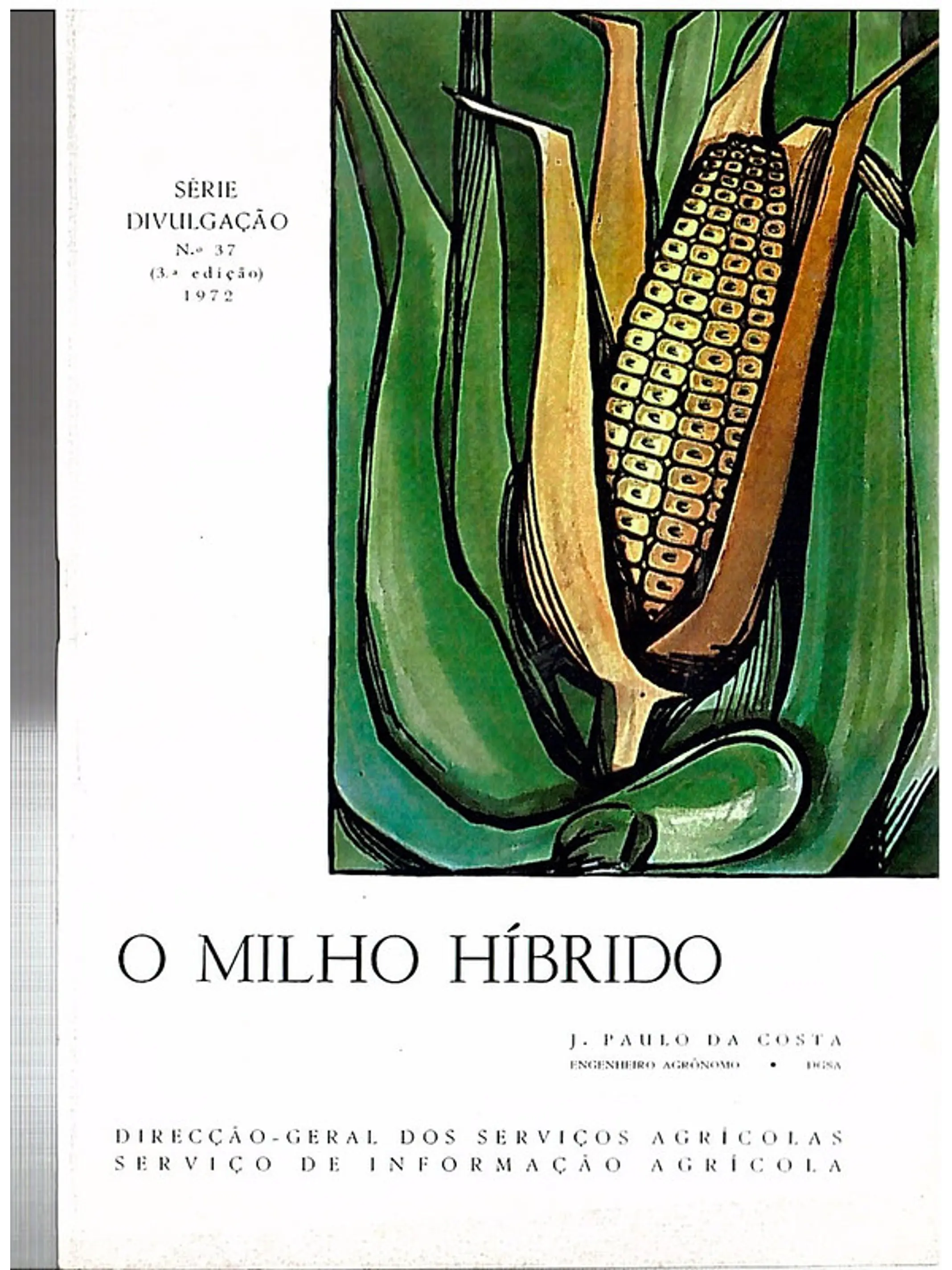 O milho hibrido 1
