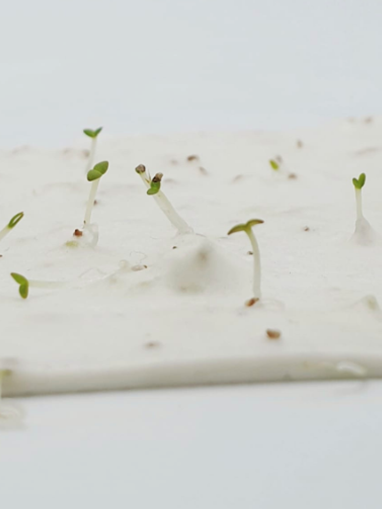 INVITACIÓN DE MATRIMONIO GERMINABLE MARCIA 2