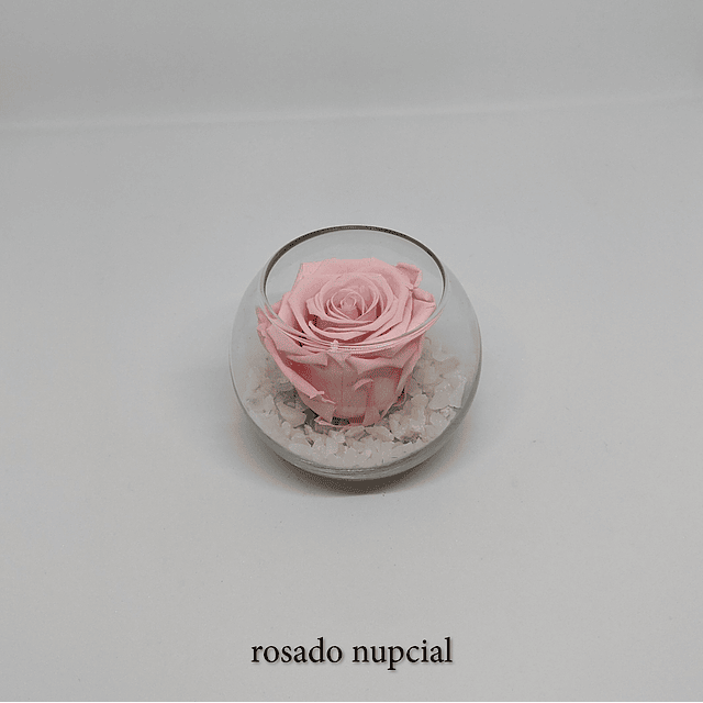 Mini pecera con rosa preservada