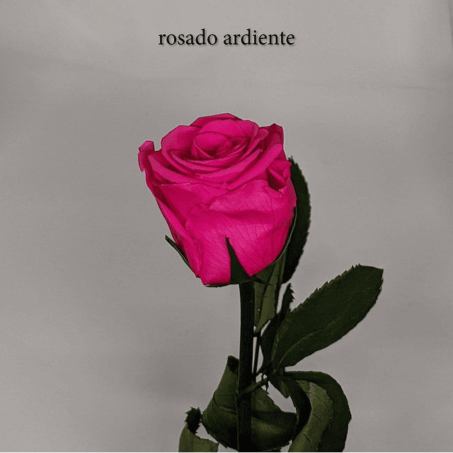 Rosa en tallo