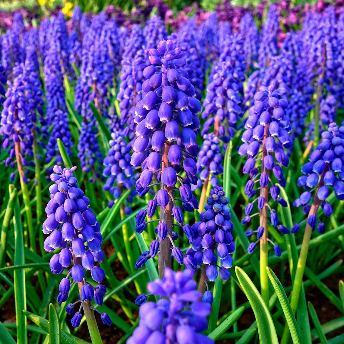 Bulbo de Muscari 8/10 4