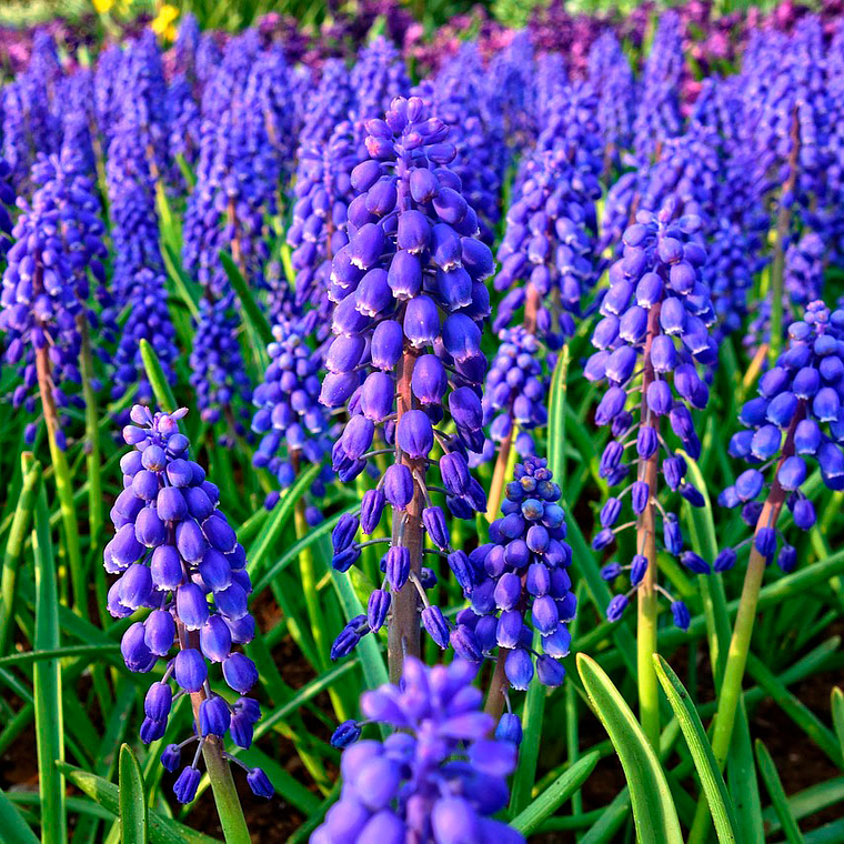 Bulbo de Muscari 8/10 4