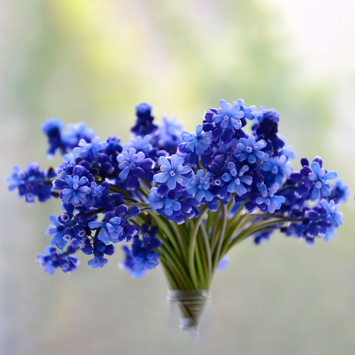 Bulbo de Muscari 8/10 3