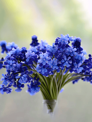 Bulbo de Muscari Azul 8/10