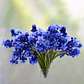 Bulbo de Muscari 8/10 - Miniatura 3