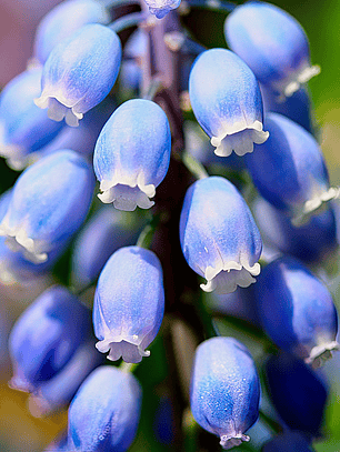 Bulbo de Muscari 8/10