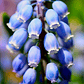 Bulbo de Muscari 8/10 - Miniatura 1