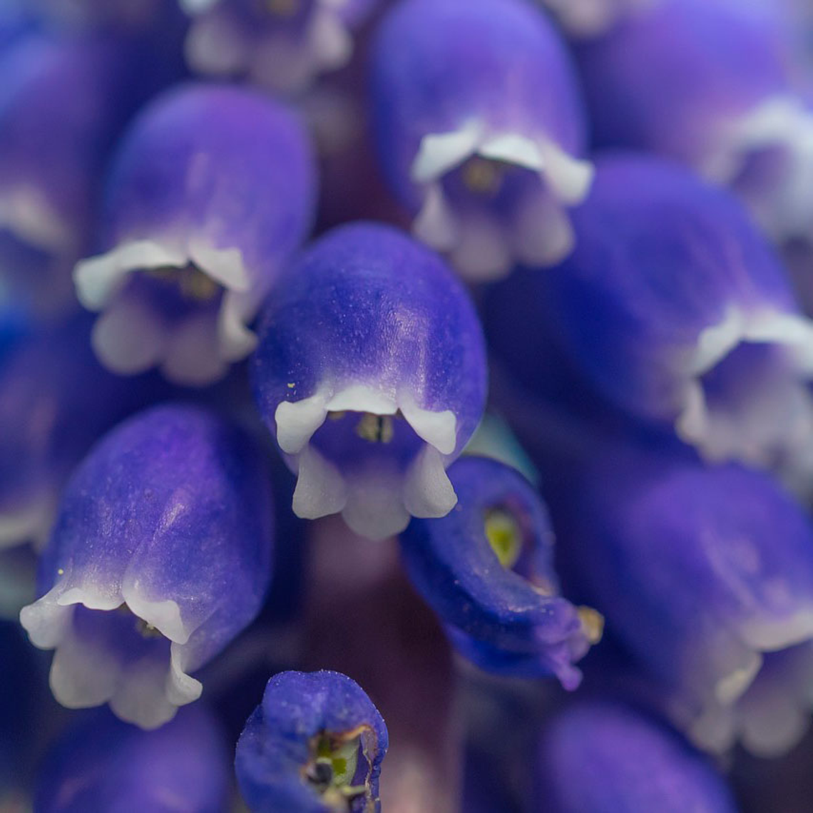 Bulbo de Muscari 8/10 2