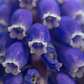 Bulbo de Muscari 8/10 - Miniatura 2