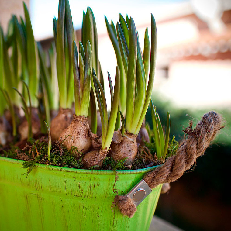 Bulbo de Muscari 8/10 6