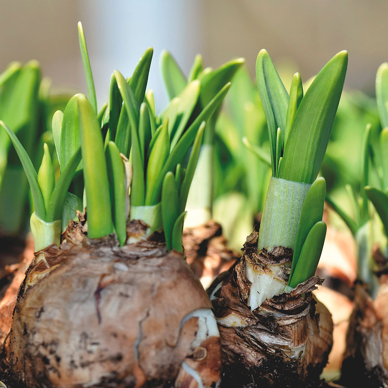 Narciso White Lion 2