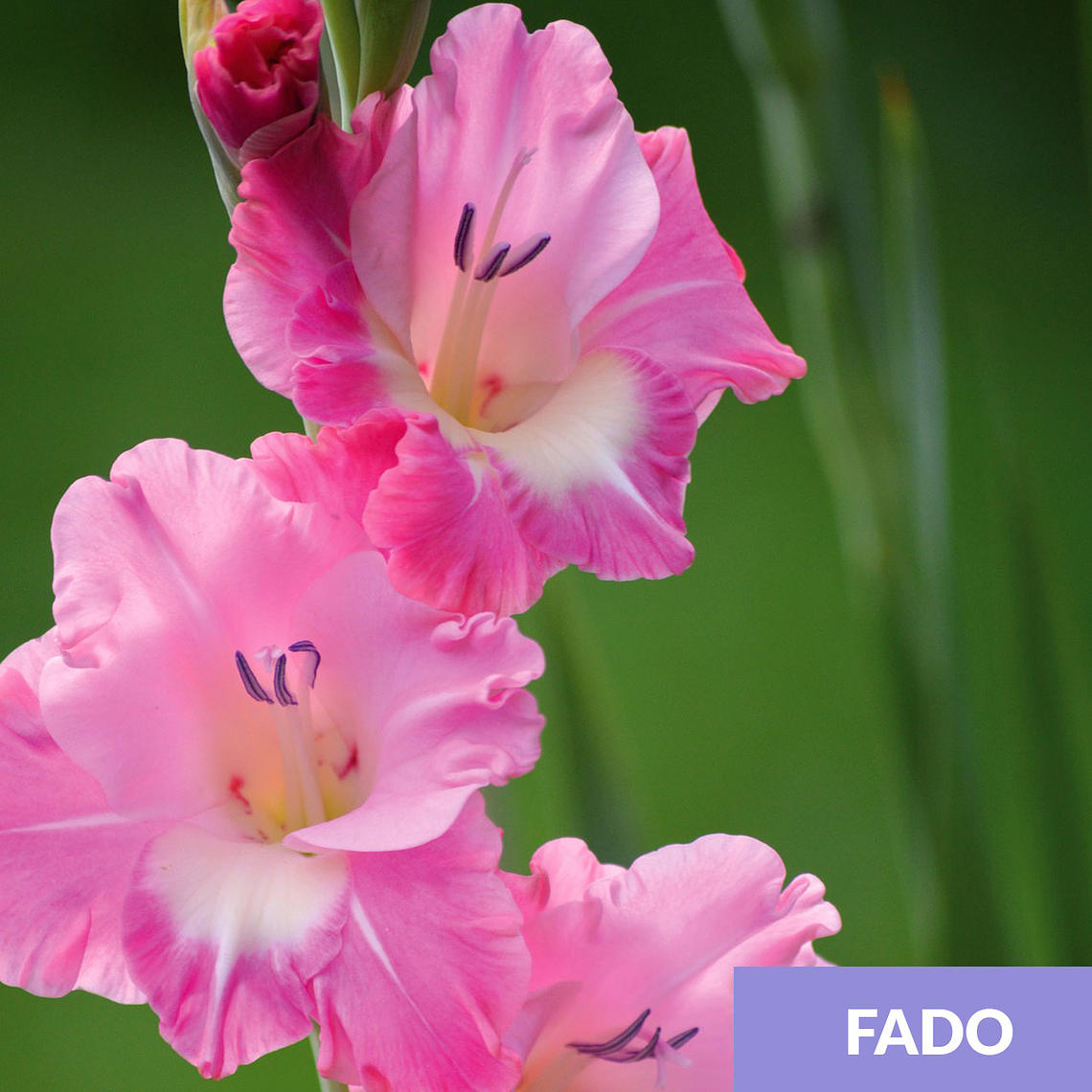 Cormos de Gladiolos 7