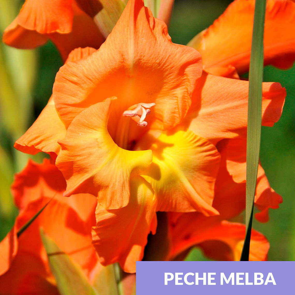 Cormos de Gladiolos 10