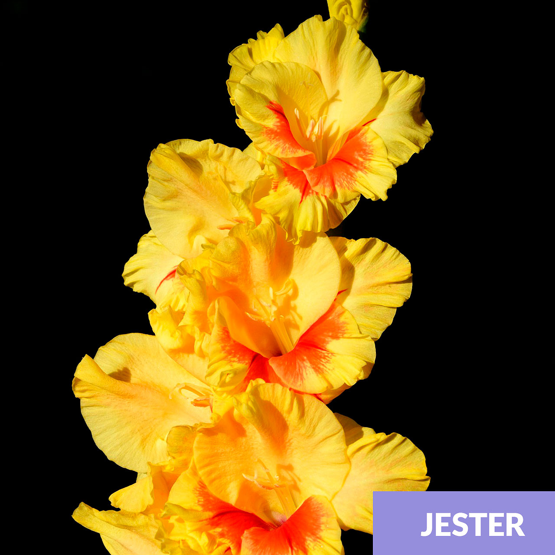 Cormos de Gladiolos 8