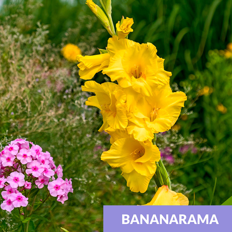 Cormos de Gladiolos 4