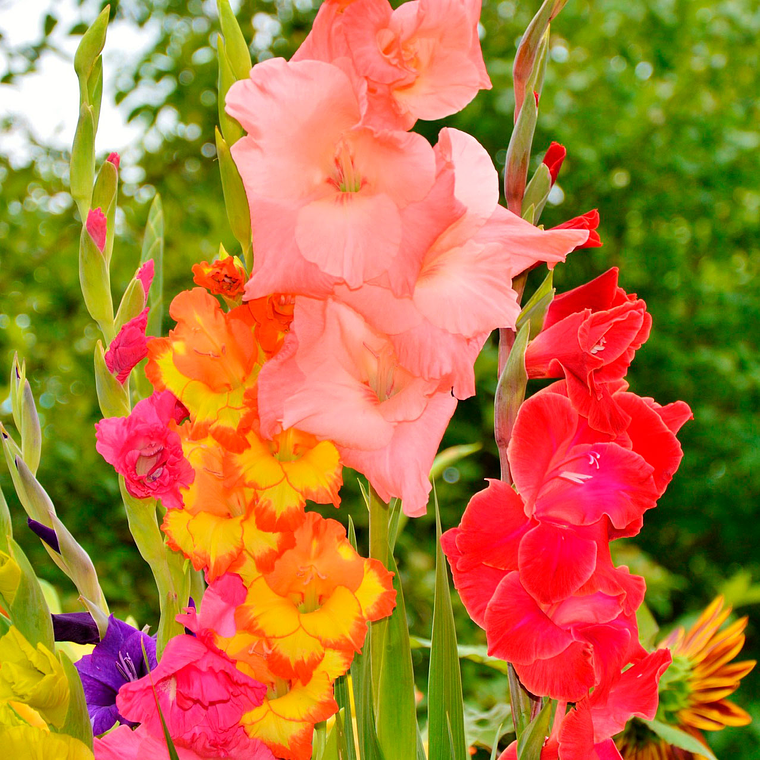 Cormos de Gladiolos 2