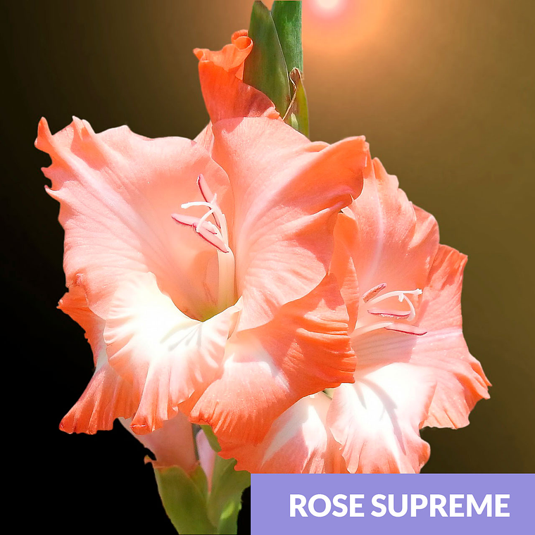 Cormos de Gladiolos 17