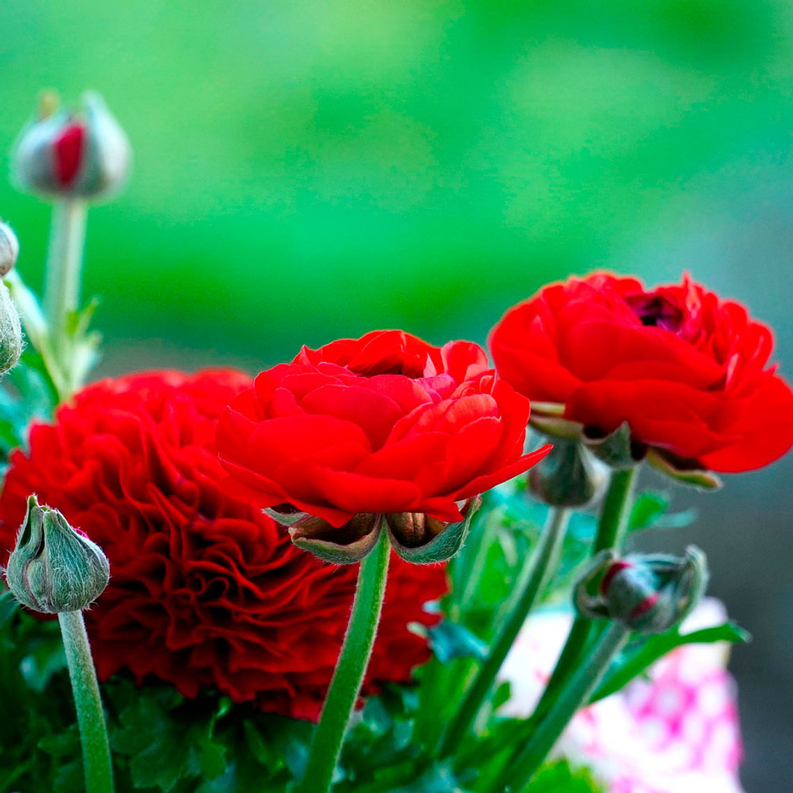 Ranúnculos 2