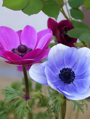 Anemonas de Caen