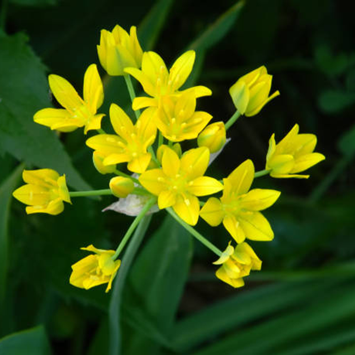 Bulbo Allium Moly 5+ 2